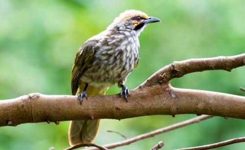 bawara mengenal burung cucakrowo ciri khusus habitat dan penyebarannya